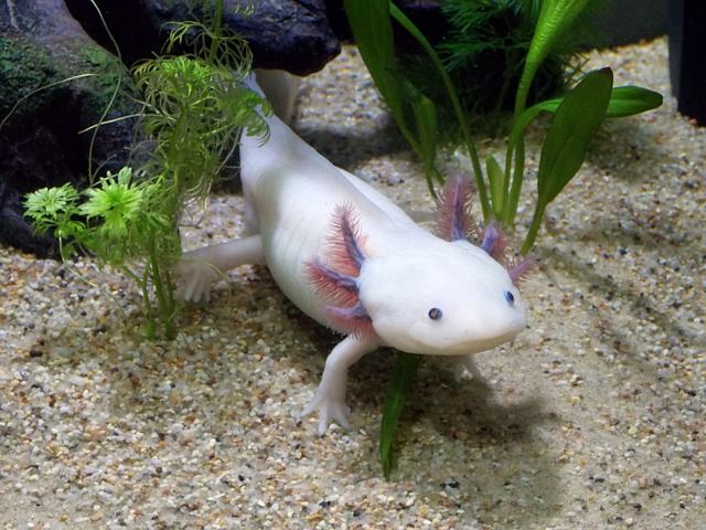 axolotl-2193331_640