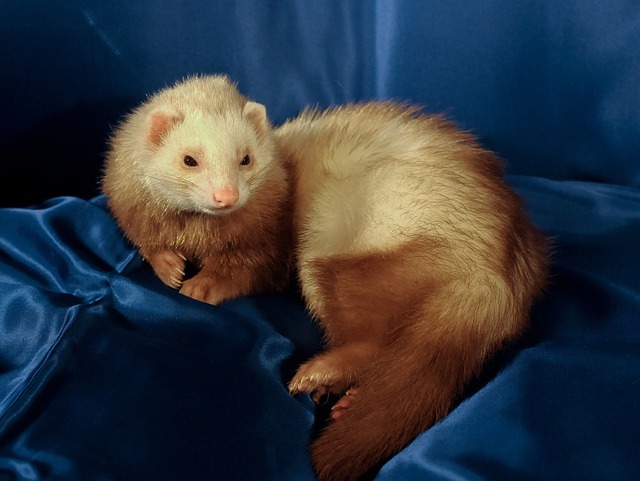 ferret-1974374_640