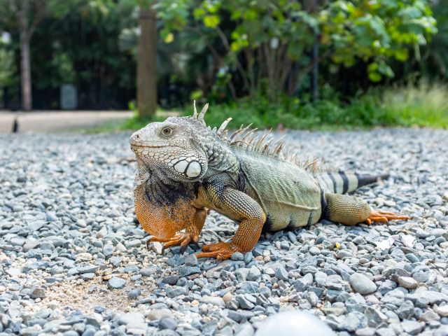 Iguana Staring on Rocks