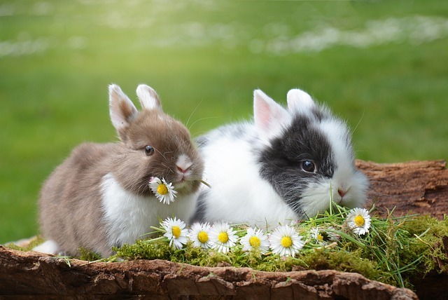 rabbits-2174679_640