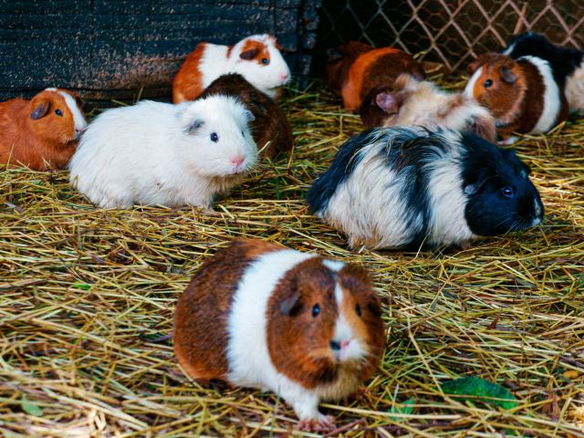 Selective focus shot of hamsters walking on the ground