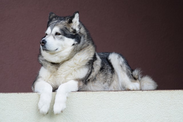 alaskan-malamute-1531351_640