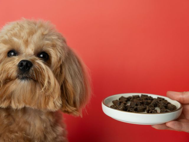 close-up-adorable-pet-eating