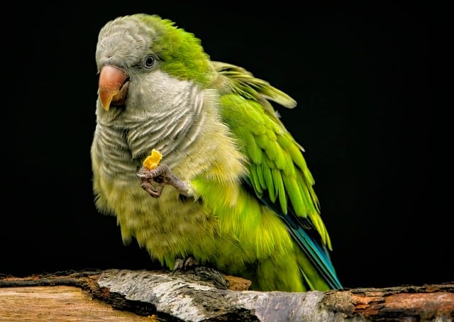 parrot-8368951_640