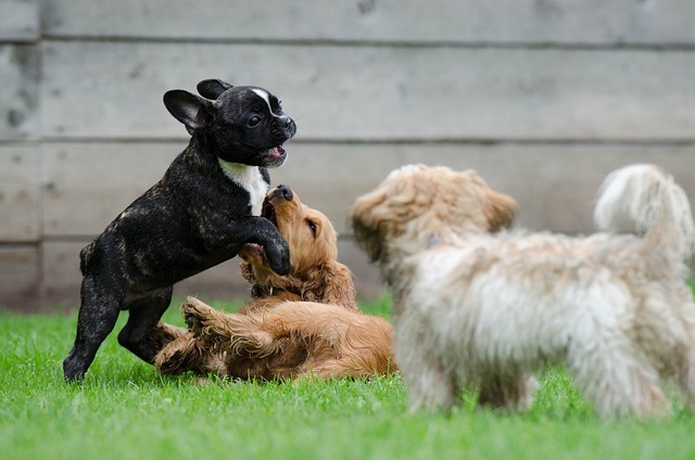 playing-puppies-790638_640